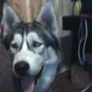 Подробнее об объявлении «Белгород Пропала собака кобель в пос северный» Фото: пропала собака Сибирская хаски «Белгород Пропала собака кобель в пос северный» в г. Белгород