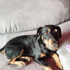 Подробнее об объявлении «Деденево Пропала собака кличка лайма. порода ягдтерьер» Фото: пропала собака Ягд-терьер «Деденево Пропала собака кличка лайма. порода...» в г. Деденево