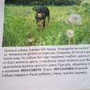 Подробнее об объявлении «Пропала собака наша мылышка Санкт-Петербург» Фото: пропала собака Той-терьер «Пропала собака наша мылышка Санкт-Петербург» в г. Санкт-Петербург