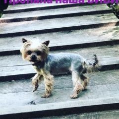 Подробнее об объявлении «Пропала собака член семьи Тихорецк» Фото: пропала собака Йоркширский терьер «Пропала собака член семьи Тихорецк» в г. Тихорецк