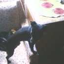 Подробнее об объявлении «Великие Луки Пропала собака кобель» Фото: пропала собака Левретка «Великие Луки Пропала собака кобель» в г. Великие Луки