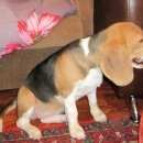 Подробнее об объявлении «Пропала собака Нижний Новгород» Фото: пропала собака Бигль «Пропала собака Нижний Новгород» в г. Нижний Новгород