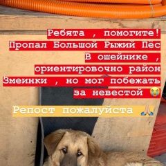 Подробнее об объявлении «Владивосток Пропала собака кобель» Фото: пропала собака  «Владивосток Пропала собака кобель» в г. Владивосток