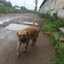 Подробнее об объявлении «Санкт-Петербург Пропала собака помогите, пожалуйста, найти» Фото: пропала собака  «Санкт-Петербург Пропала собака помогите,...» в г. Санкт-Петербург