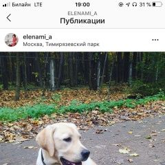 Подробнее об объявлении «Пропала собака кобель деревня торговцево, ский район Дмитров» Фото: пропала собака Лабрадор ретривер «Пропала собака кобель деревня торговцево, ский...» в г. Дмитров