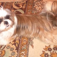 Подробнее об объявлении «Нижний Новгород Пропала собака ши цу» Фото: пропала собака Ши-тцу «Нижний Новгород Пропала собака ши цу» в г. Нижний Новгород