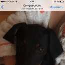 Подробнее об объявлении «Симферополь Пропала собака кобель очень прошу помощи» Фото: пропала собака Ягд-терьер «Симферополь Пропала собака кобель очень прошу...» в г. Симферополь