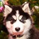 Подробнее об объявлении «Воронеж Пропала собака кобель» Фото: пропала собака Сибирская хаски «Воронеж Пропала собака кобель» в г. Воронеж