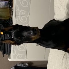 Подробнее об объявлении «Пропала собака кобель Самара» Фото: пропала собака Доберман «Пропала собака кобель Самара» в г. Самара