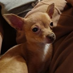 Подробнее об объявлении «Пушкино Пропала собака той терьер, девочка, мини» Фото: пропала собака Той-терьер «Пушкино Пропала собака той терьер, девочка, мини» в г. Пушкино