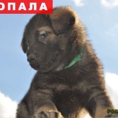 Подробнее об объявлении «Донецк Пропала собака кобель» Фото: пропала собака Немецкая овчарка «Донецк Пропала собака кобель» в г. Донецк