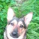 Подробнее об объявлении «Пропала собака Санкт-Петербург» Фото: пропала собака  «Пропала собака Санкт-Петербург» в г. Санкт-Петербург