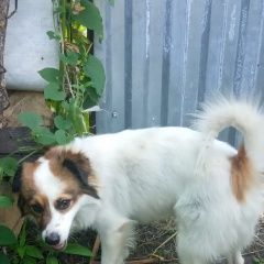 Подробнее об объявлении «Пильна Пропала собака кобель кабель в деревне мочалей» Фото: пропала собака  «Пильна Пропала собака кобель кабель в деревне...» в г. Пильна