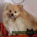 Подробнее об объявлении «Белоярский (Свердловская обл.) Пропала собака кобель шпиц» Фото: пропала собака  «Белоярский (Свердловская обл.) Пропала собака...» в г. Белоярский (Свердловская обл.)