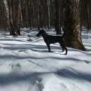 Подробнее об объявлении «Пропала собака Нижний Новгород» Фото: пропала собака Ягд-терьер «Пропала собака Нижний Новгород» в г. Нижний Новгород