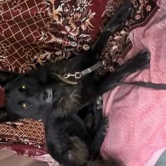 Подробнее об объявлении «Подольск Пропала собака sos кобель» Фото: пропала собака Немецкая овчарка «Подольск Пропала собака sos кобель» в г. Подольск