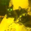 Подробнее об объявлении «Пропала собака Санкт-Петербург» Фото: пропала собака Чихуахуа «Пропала собака Санкт-Петербург» в г. Санкт-Петербург