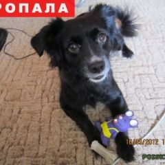 Подробнее об объявлении «Красноярск Пропала собака» Фото: пропала собака  «Красноярск Пропала собака» в г. Красноярск