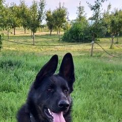 Подробнее об объявлении «Пропала собака Таганрог» Фото: пропала собака Немецкая овчарка «Пропала собака Таганрог» в г. Таганрог