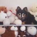 Подробнее об объявлении «Большая Ижора Пропала собака кобель» Фото: пропала собака Чихуахуа «Большая Ижора Пропала собака кобель» в г. Большая Ижора