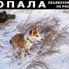 Подробнее об объявлении «Пропала собака Красноярск» Фото: пропала собака  «Пропала собака Красноярск» в г. Красноярск