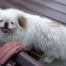 Подробнее об объявлении «Батайск Пропала собака кобель пекинес белого цвета» Фото: пропала собака Пекинес «Батайск Пропала собака кобель пекинес белого цвета» в г. Батайск