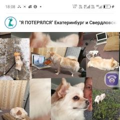 Подробнее об объявлении «Пропала собака помогите найти Верхняя Пышма» Фото: пропала собака  «Пропала собака помогите найти Верхняя Пышма» в г. Верхняя Пышма