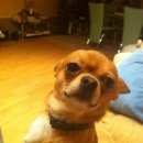 Подробнее об объявлении «Пропала собака кобель Нижний Новгород» Фото: пропала собака Чихуахуа «Пропала собака кобель Нижний Новгород» в г. Нижний Новгород