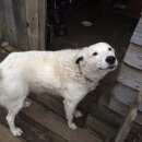 Подробнее об объявлении «Нарофоминск Пропала собака кобель» Фото: пропала собака  «Нарофоминск Пропала собака кобель» в г. Нарофоминск