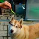 Подробнее об объявлении «Пропала собака кобель порода: хаски Дедовск» Фото: пропала собака  «Пропала собака кобель порода: хаски Дедовск» в г. Дедовск