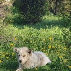 Подробнее об объявлении «Липецк Пропала собака кобель пёсик бимка» Фото: пропала собака  «Липецк Пропала собака кобель пёсик бимка» в г. Липецк