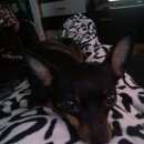 Подробнее об объявлении «Пропала собака Троицк» Фото: пропала собака Той-терьер «Пропала собака Троицк» в г. Троицк