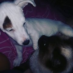 Подробнее об объявлении «Анапа Пропала собака кобель» Фото: пропала собака Джек рассел терьер «Анапа Пропала собака кобель» в г. Анапа