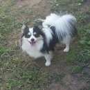 Подробнее об объявлении «Пропала собака кобель Нижний Новгород» Фото: пропала собака Немецкий шпиц «Пропала собака кобель Нижний Новгород» в г. Нижний Новгород