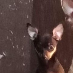 Подробнее об объявлении «Пропала собака той терьер Геленджик» Фото: пропала собака Той-терьер «Пропала собака той терьер Геленджик» в г. Геленджик