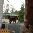 Подробнее об объявлении «Пропала собака Санкт-Петербург» Фото: пропала собака Карликовый пинчер «Пропала собака Санкт-Петербург» в г. Санкт-Петербург