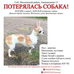 Подробнее об объявлении «Пропала собака Санкт-Петербург» Фото: пропала собака Чихуахуа «Пропала собака Санкт-Петербург» в г. Санкт-Петербург