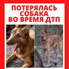 Подробнее об объявлении «Пропала собака тульская область Новомосковск» Фото: пропала собака  «Пропала собака тульская область Новомосковск» в г. Новомосковск