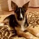 Подробнее об объявлении «Тюмень Пропала собака» Фото: пропала собака  «Тюмень Пропала собака» в г. Тюмень