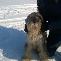 Подробнее об объявлении «Пропала собака Самара» Фото: пропала собака Миттельшнауцер «Пропала собака Самара» в г. Самара