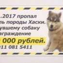 Подробнее об объявлении «Пропала собака кобель хаски Санкт-Петербург» Фото: пропала собака  «Пропала собака кобель хаски Санкт-Петербург» в г. Санкт-Петербург