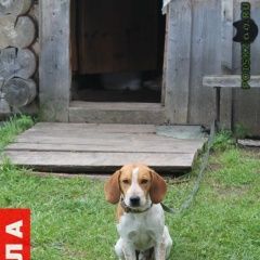 Подробнее об объявлении «Пропала собака кобель Вологда» Фото: пропала собака Бигль «Пропала собака кобель Вологда» в г. Вологда
