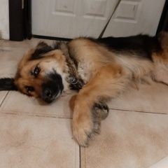 Подробнее об объявлении «Купавна Пропала собака кличка джина» Фото: пропала собака  «Купавна Пропала собака кличка джина» в г. Купавна