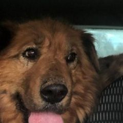 Подробнее об объявлении «Пропала собака кобель ласкут Можайск» Фото: пропала собака  «Пропала собака кобель ласкут Можайск» в г. Можайск