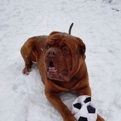 Подробнее об объявлении «Пермь Пропала собака кобель породы бордоский дог» Фото: пропала собака Бордоский дог «Пермь Пропала собака кобель породы бордоский дог» в г. Пермь