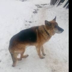 Подробнее об объявлении «Егорьевск Пропала собака кобель» Фото: пропала собака Немецкая овчарка «Егорьевск Пропала собака кобель» в г. Егорьевск