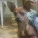 Подробнее об объявлении «Пропала собака кобель Геленджик» Фото: пропала собака  «Пропала собака кобель Геленджик» в г. Геленджик