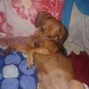 Подробнее об объявлении «Гатчина Пропала собака 31.12 такса сука» Фото: пропала собака Такса «Гатчина Пропала собака 31.12 такса сука» в г. Гатчина