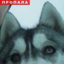 Подробнее об объявлении «Батайск Пропала собака кобель sos» Фото: пропала собака Сибирская хаски «Батайск Пропала собака кобель sos» в г. Батайск