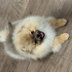 ����: ������� ������ ����������� ���� �������� ������ ����� �����(5 �������) ������� � �. �������